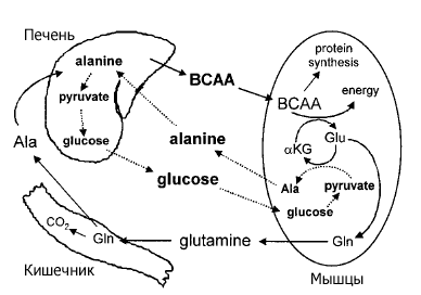 BCAA -       